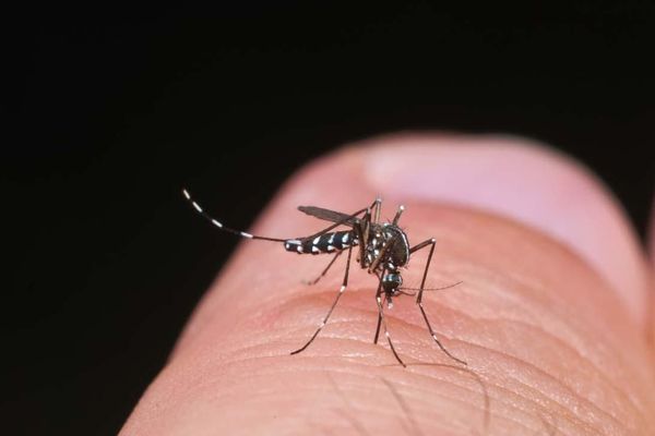 Aedes albopictus a été détecté dans l'Aisne en 2015.