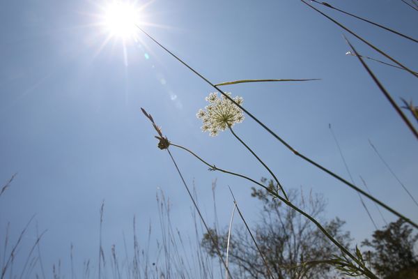 Photo d'illustration- Sécheresse et herbes hautes