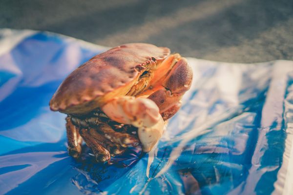 Michelle, le crabe dans sa caisse, prête pour la traversée de la France d'Est en Ouest.