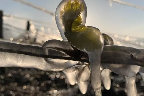 (illustration) Le gel a fait des dégâts dans les vignes de Bourgogne