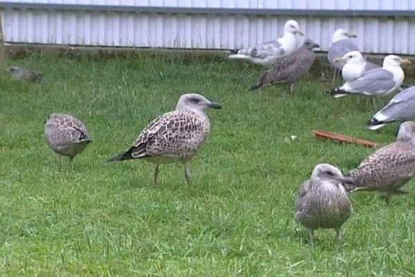 Les jeunes goélands argentés sont recueillis au centre de sauvegarde du CHENE à Allouville-Bellefosse