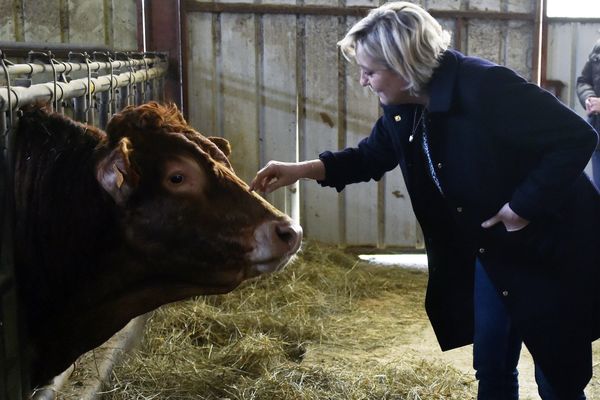 Marine Le Pen, candidate du Front National aux élections présidentielles, en visite dans une exploitation de vaches limousines dans le Lot.