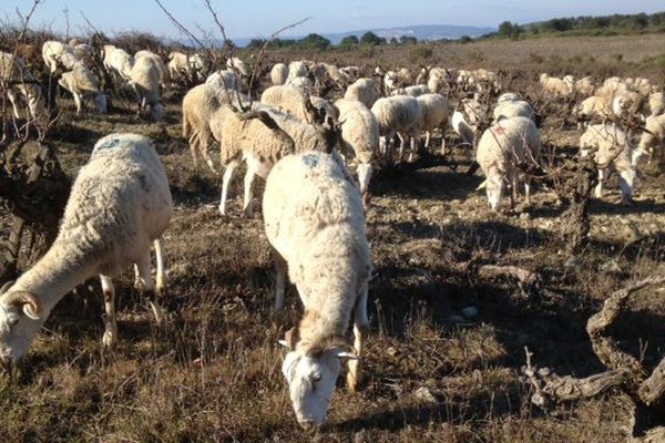 Transhumance des brebis de la race raïole, une espèce menacée.