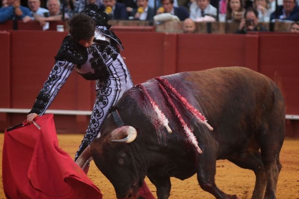 Un grand toro, Derramado. Et un grand Castella. Séville 5 mai 2017