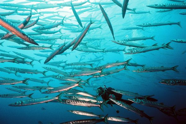 Avec le réchauffement de la mer Méditerranée, la population des barracudas se développe : on en trouve désormais dans le Golf de Lion, de Port Cros à la côte Vermeille, dans les Pyrénées-Orientales.