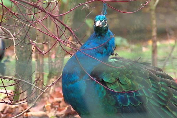 Les paons sont les oiseaux les plus compliqués à mettre à l'isolement.