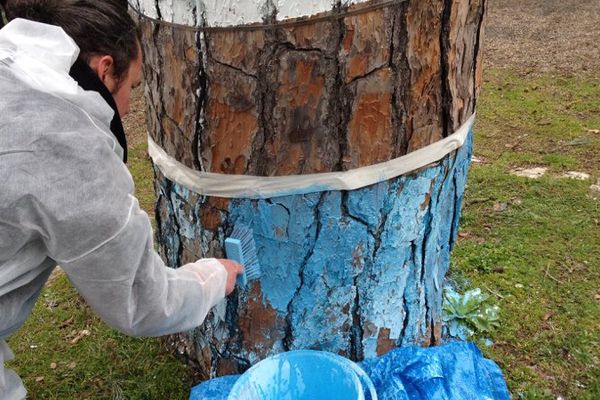 Des arbres bleus pour se souvenir de la tempête Xynthia qui a touché la côte atlantique en février 2010.