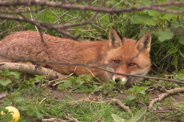 Le renard, ce mal-aimé