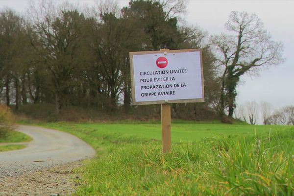 Grippe aviaire : tous les éleveurs doivent établir un plan de biosécurité sur leurs élevages