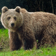 Barny, un jeune ours mâle de deux ans et demi, confondu par son ADN, a osé à plusieurs reprises s'approcher de l'homme.