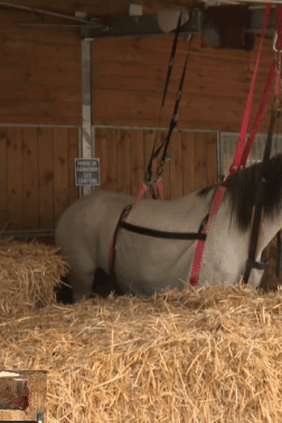 Les chevaux malades sont placés en quarantaine.