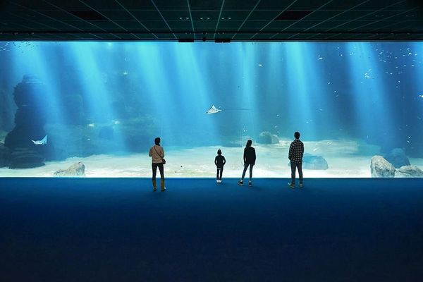 Image d'illustration du plus grand aquarium de Nausicaá.