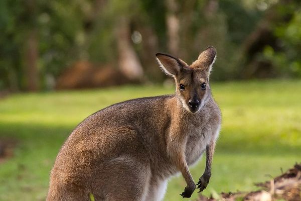 Un wallaby de 70 cm est en cavale depuis un mois et demi. Ce matin, la gendarmerie de la Mayenne lance ses recherches.