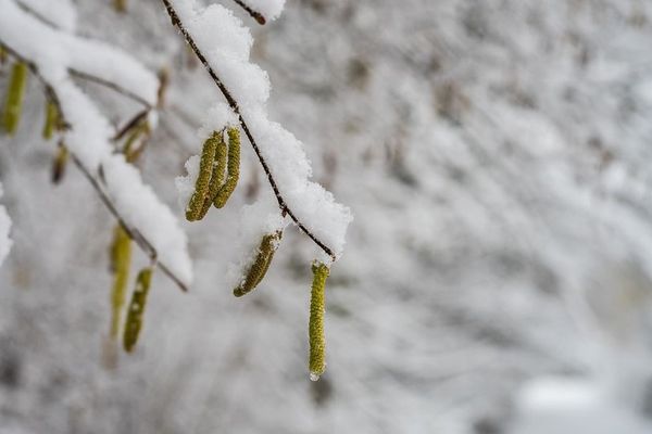 Le grand froid et la neige ont ralenti la pollinisation 