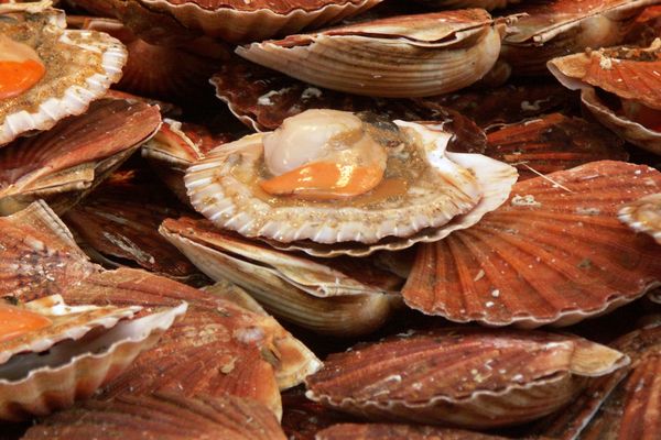 Etal de coquilles Saint-Jacques.