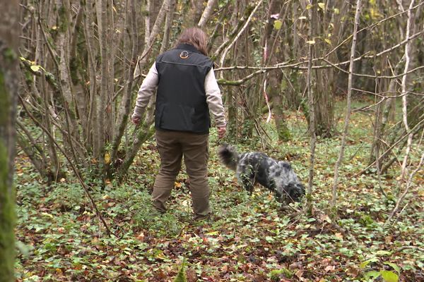 Concours de chiens truffiers