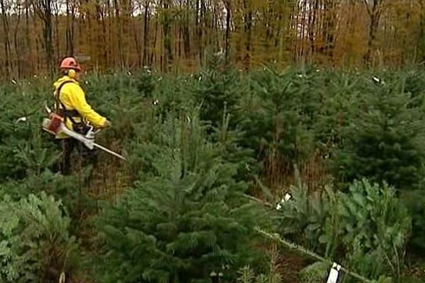 Les sapins produits en Bourgogne représentent 20 % du marché français