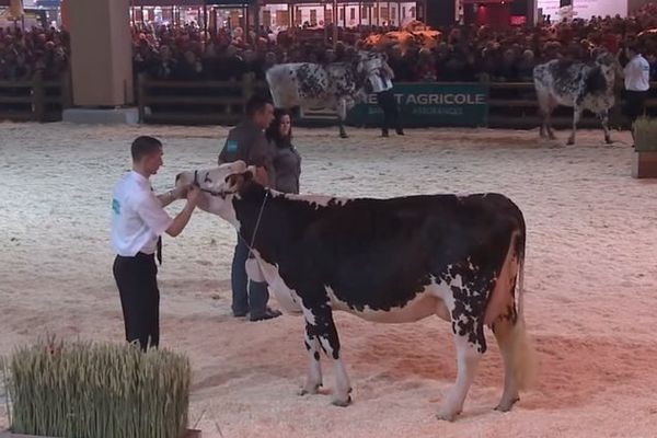 Le concours général SIA 2015 avec les races Normandes