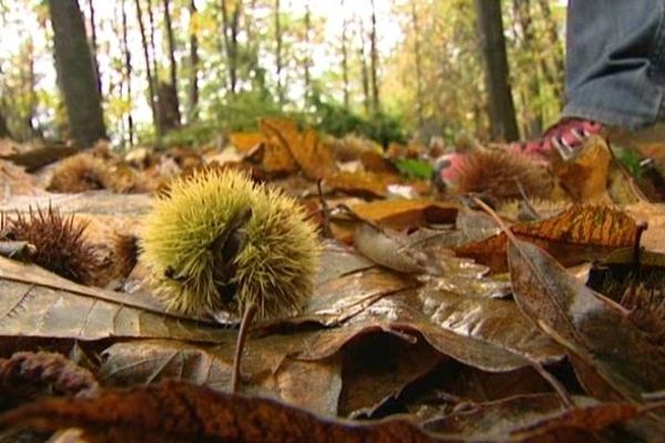 La châtaigne, un fruit d'automne