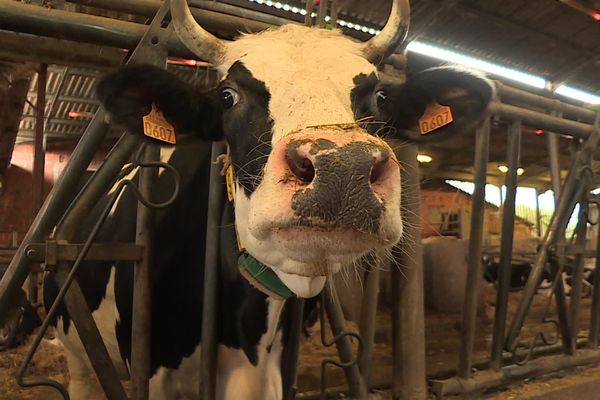 Moins de collectes, et donc moins d'achats de lait de vache. L'annonce de Lactalis a fait l'effet d'une bombe au sein de la filière.