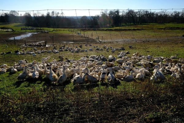 Des canards dans une ferme du sud-ouest pour la production de Foie Gras.