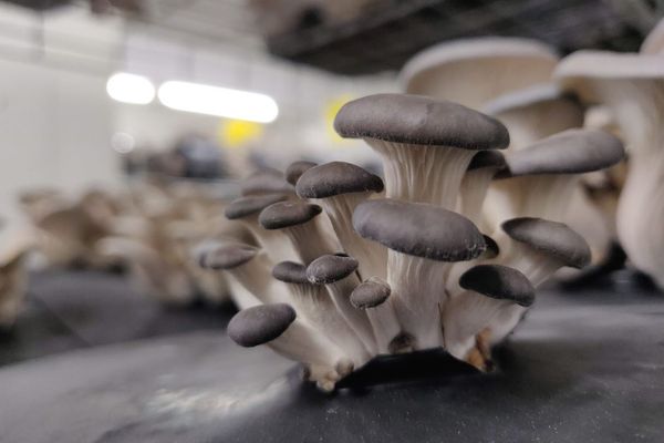 Cultivation of oyster mushrooms.