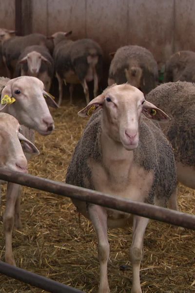 Les éleveurs ont dû confiner leurs bêtes dans les bergeries, à l'abri des moucherons vecteurs de la fièvre catarrhale.