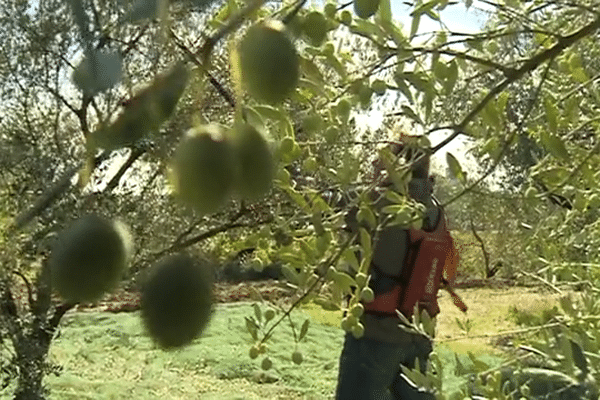 La récolte des olives a démarré dans le Gard. Octobre 2015.