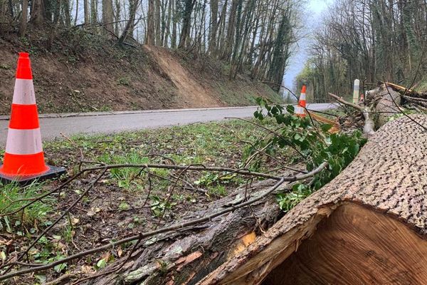 Des arbres bordant la D21, dans le sud de Mulhouse, ont chuté sous la violence du vent.