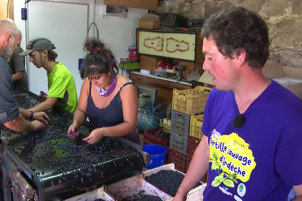 Baptiste Teyssier, producteur de myrtilles sauvages d'Ardèche, en plein tri des récoltes.