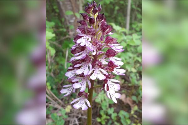 L'orchis pourpre est une orchidée assez répandue en Auvergne.