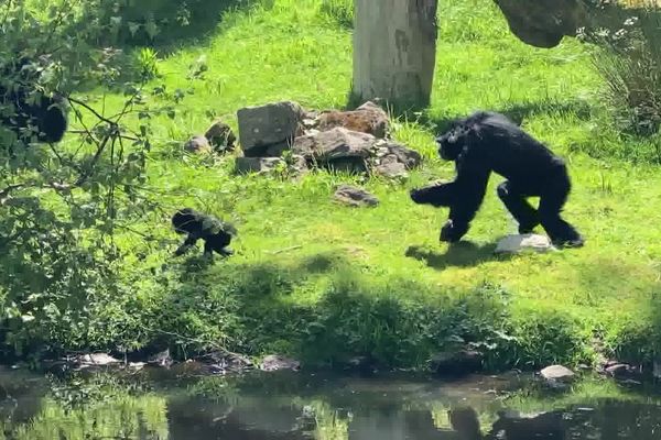 Le parc animalier de Branféré, au Guerno dans le Morbihan, a vu naître plusieurs animaux ces dernières semaines.