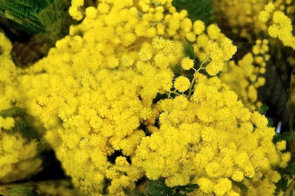 La 58ème Fête du Mimosa a leiu ce week-end à St-Trojan sur l'île d'Oléron.