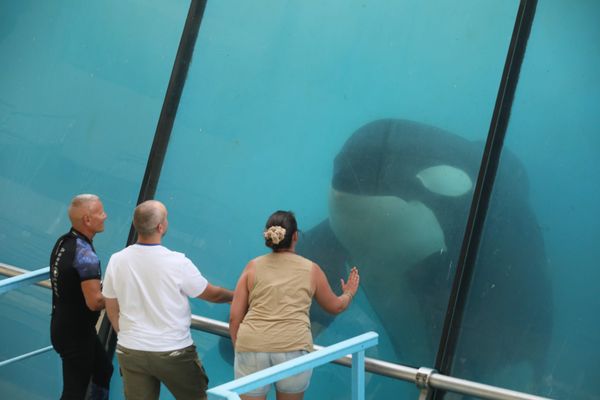 La ministre de la Transition écologique Agnès Pannier-Runacher a annoncé s'opposer au transfert des deux dernières orques du parc aquatique Marineland.