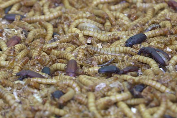 Elever des insectes pour nourrir les animaux, le crédo du groupe français Ynsect, basé notamment à Dole dans le Jura.