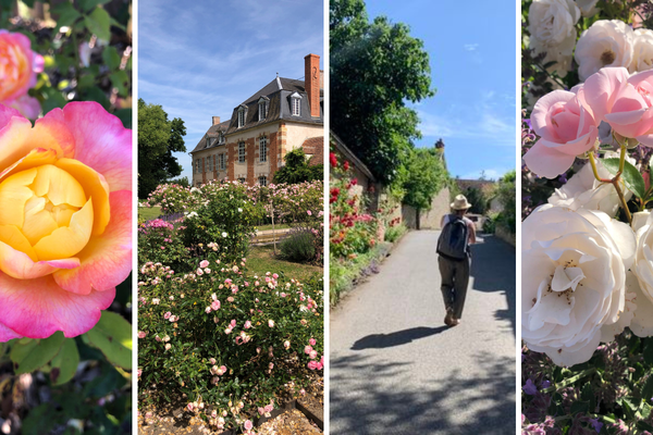 La route de la rose est un circuit de 19 jardins, roseraies, villages et pépiniéristes qui traverse le département du Loiret