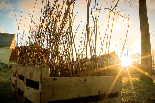 Planter des arbres, beaucoup d'arbres, une solution efficace pour lutter contre la chaleur dans les espaces urbains.