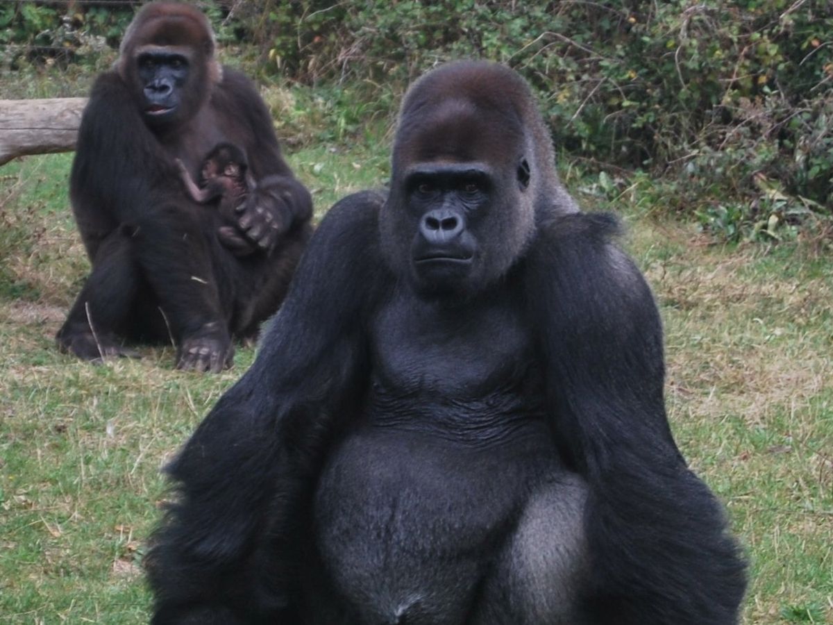 Romagne 86 Un Bebe Gorille Est Ne A La Vallee Des Singes