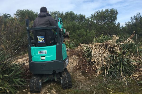 Des pelles mécaniques à l'oeuvre pour arracher les yuccas sur les dunes du Bois Plage sur l'île de Ré.