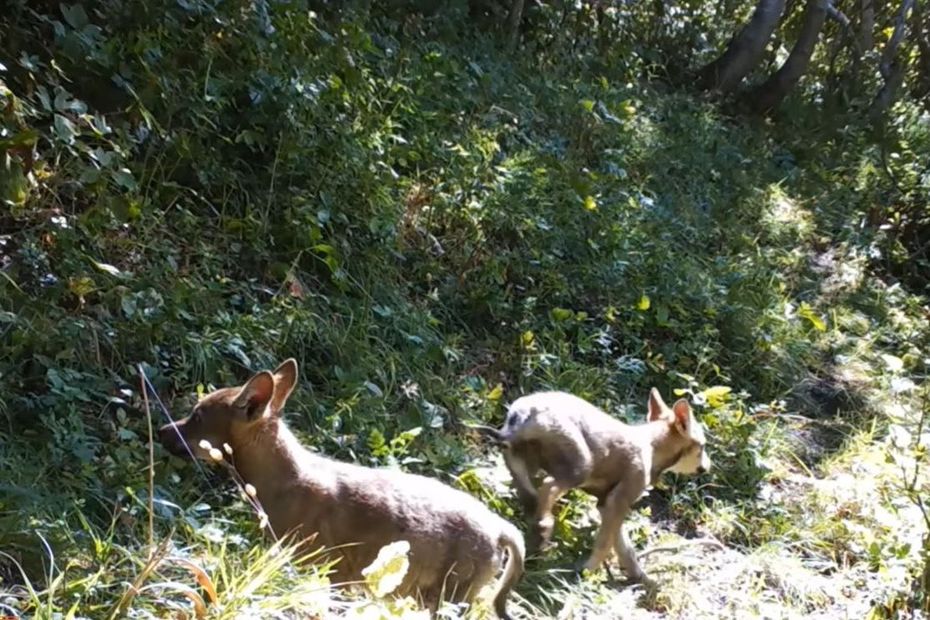 VIDEO.  He films two little wolf cubs in a forest in Savoie thanks to his photo trap