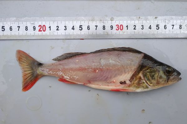 La pêche de la perche en saison estivale - Fédération de Pêche du Gard