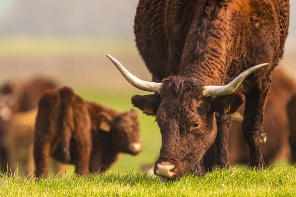 La vache Salers, race emblématique du Cantal.