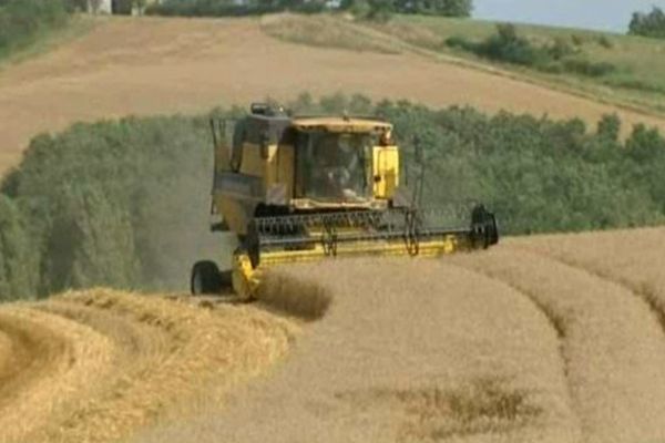 La moisson a débuté vers la mi-juillet dans le Tarn