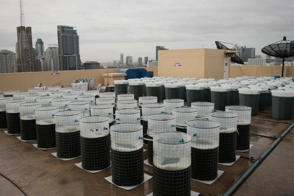 Sur un toit de Bangkok, des dizaines de barils remplis de liquide vert bouillonnent sous le soleil. A l'intérieur, de la spiruline. 