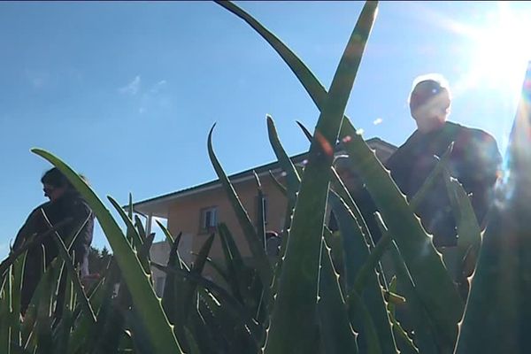 Réchauffement climatique : résistants au gel (jusqu'à - 20°) et peu gourmands en eau, les agaves font leur apparition dans nos jardins. 