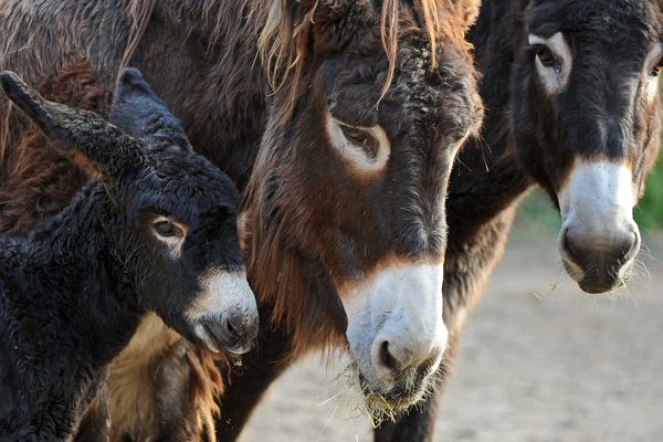 Le baudet du Poitou, une race d'âne parfois utilisée dans la protection contre le loup.