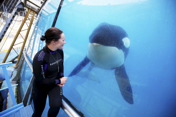 Inouk, l'un des trois orques du parc Marineland, photographié en 2019.