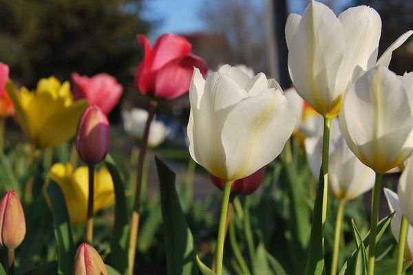 Tulips