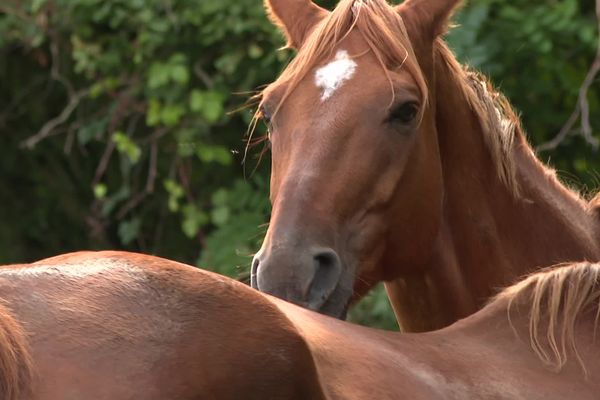 Avec passion, l’association répare des animaux destinés à la boucherie. 