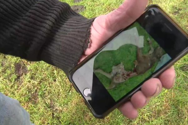 Sur son téléphone portable, Gilles Marquet, agriculteur à Plouray, montre la photo qu'il a prise du veau à moitié dévoré